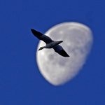 article image - Missouri Daily Life